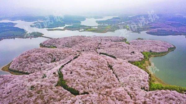 春至景色美游客赏花忙 园区