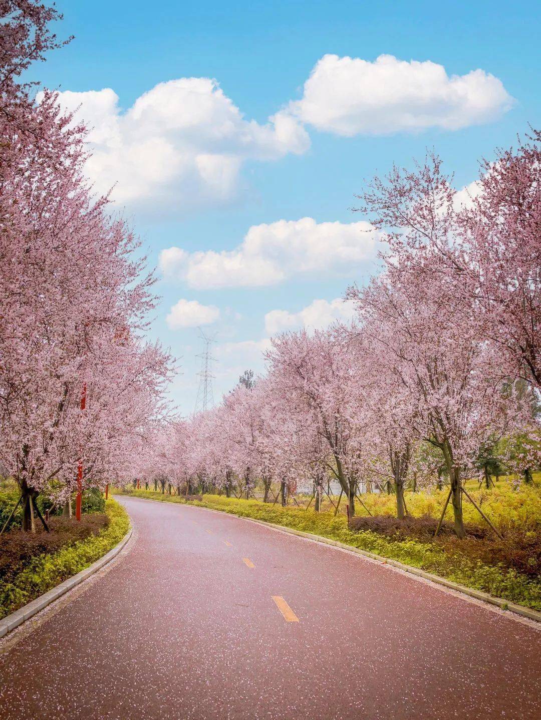 阳光明媚春暖花开遵义又一地花开满山美不胜收小伙伴们约起来吧