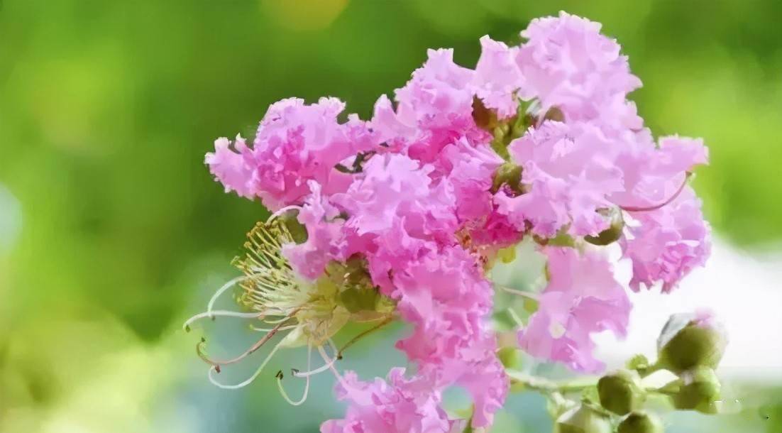 长春绿植花卉批发公司有哪些