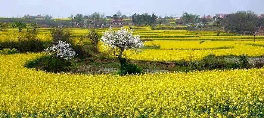 湖北省春季十大赏花游之金波涌动繁华陌上油菜花游