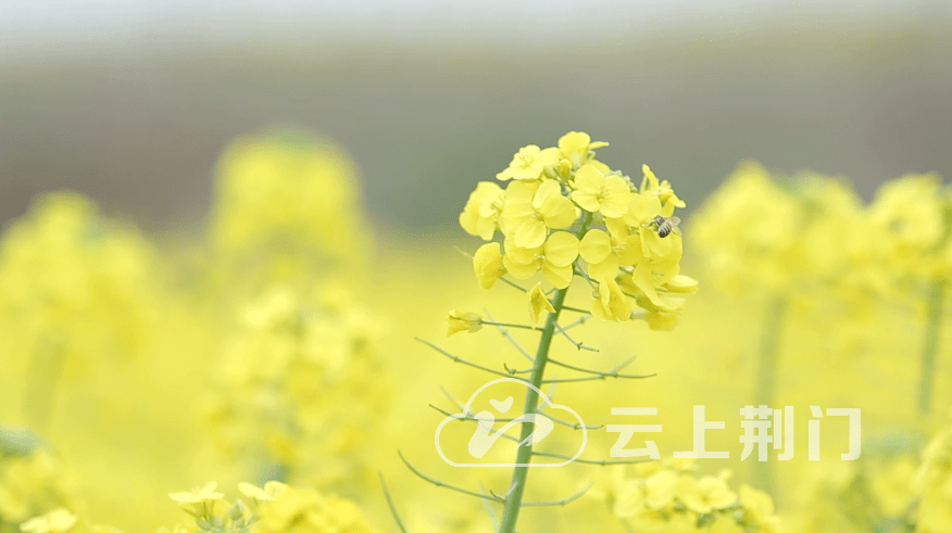 荆门丨诗与油菜花•无际金冠油菜花
