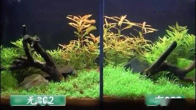Co2完全攻略 草缸有无co2差距真的这么大吗 结果证明 水草