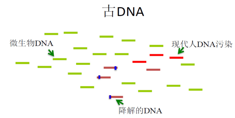 中国|别纠结南甜北咸了！南北方人群的古DNA揭秘来了——