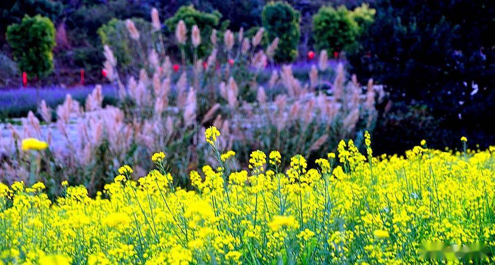 美丽临沧相约博尚花海