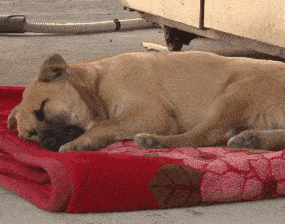 涨知识:狗狗也会做梦哦!如果狗狗做噩梦了,我们要叫醒它吗?