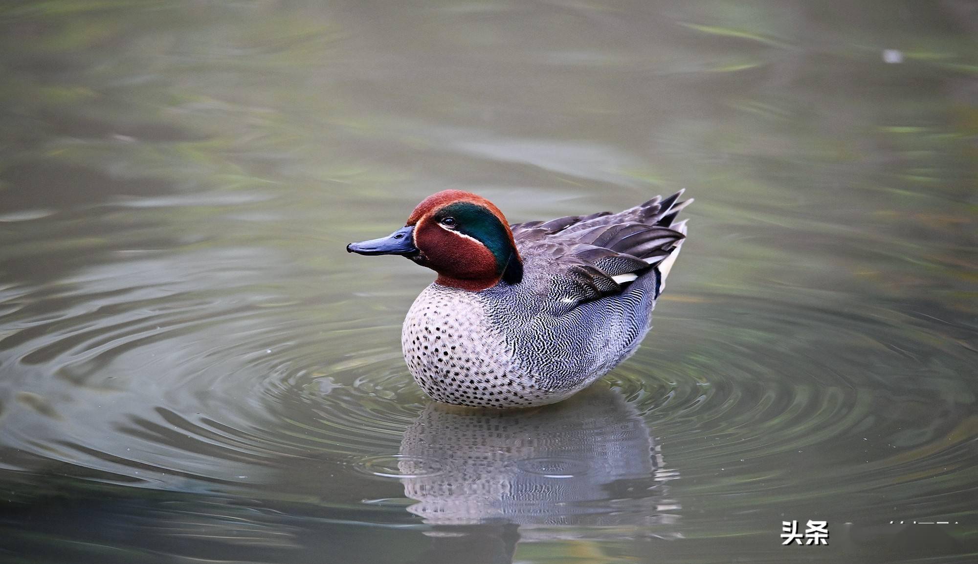 绿翅鸭,曾经数量最多和最常见的一种产业狩猎鸟类_ver