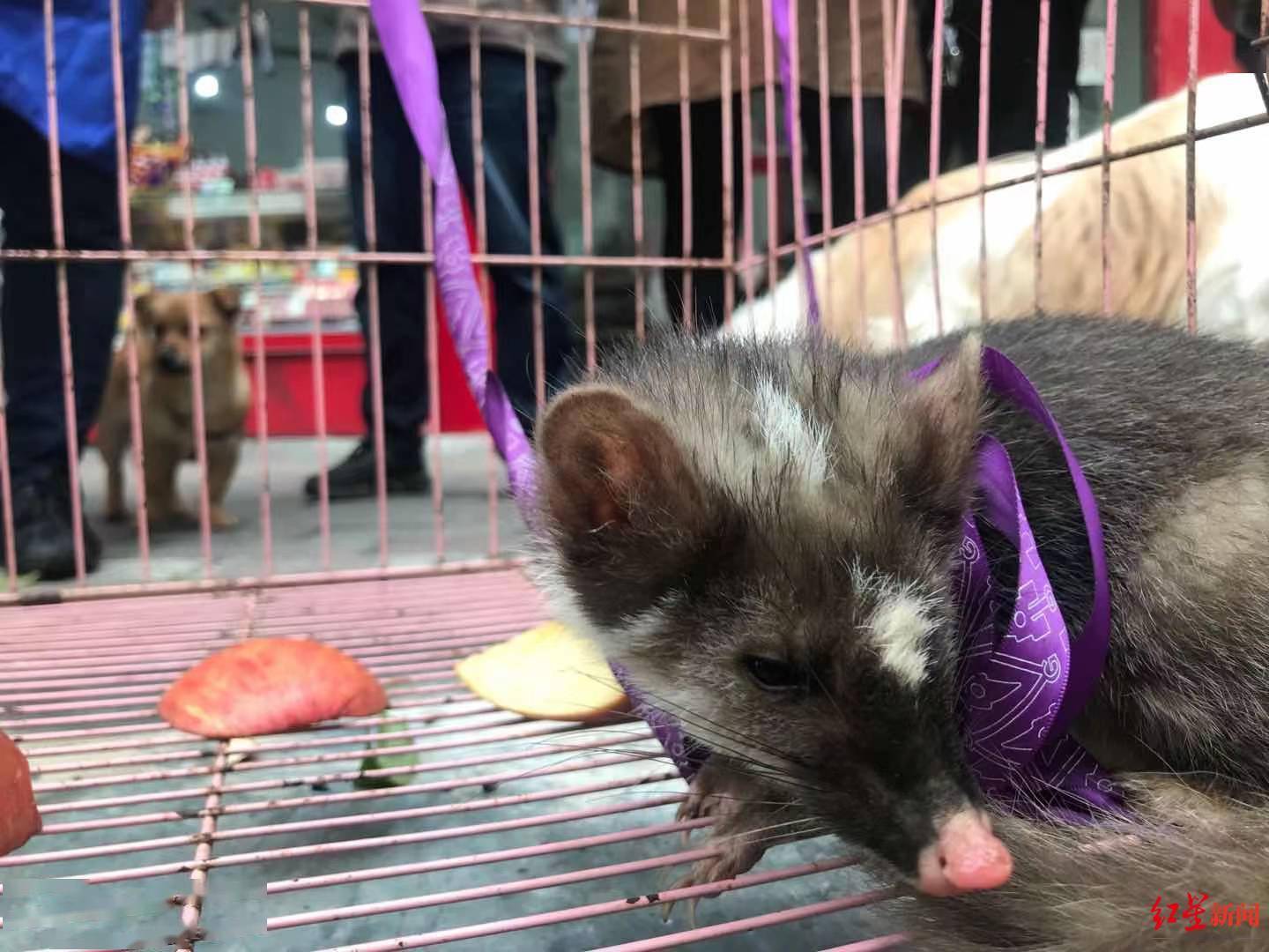 不速之客夜闯民宅原来是鼬獾专家系一只幼崽附近可能有窝