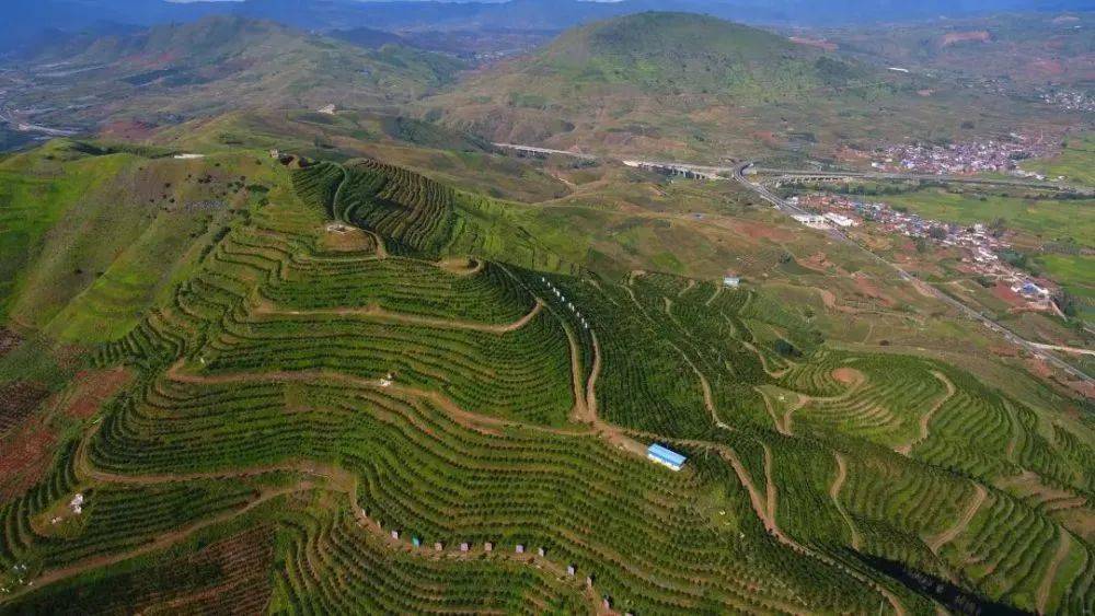 宾川:果树上山,这个"猫猫"不躲啦