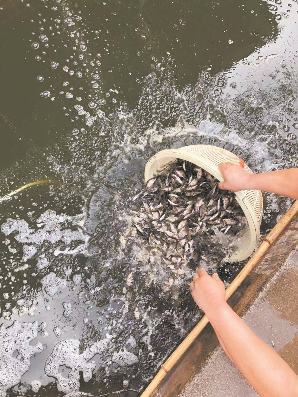 湖北鱼苗第一村黄冈陶店镇幸福村年售鱼苗180亿尾