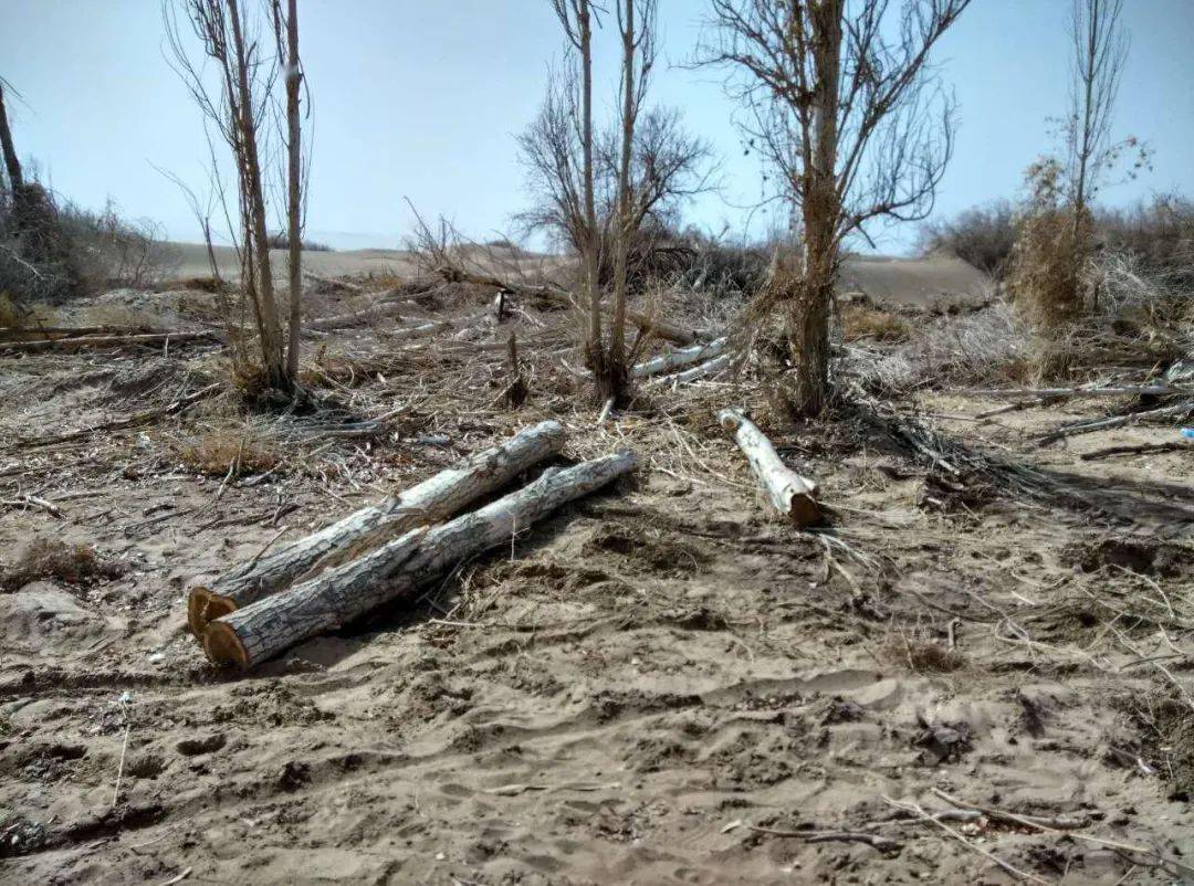 甘肃省曾举行敦煌市阳关林场防护林被毁问题调查情况新闻发布会,调查