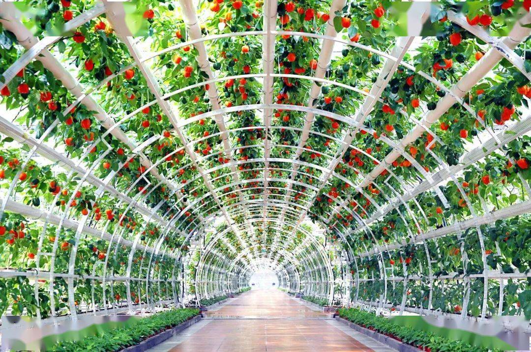 采用全景vr,数字展厅,媒体直播等技术手段,通过"云逛会""网上菜博商城