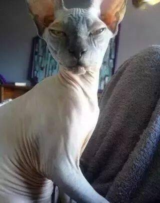 发现丑的猫都有一个特点长得像人