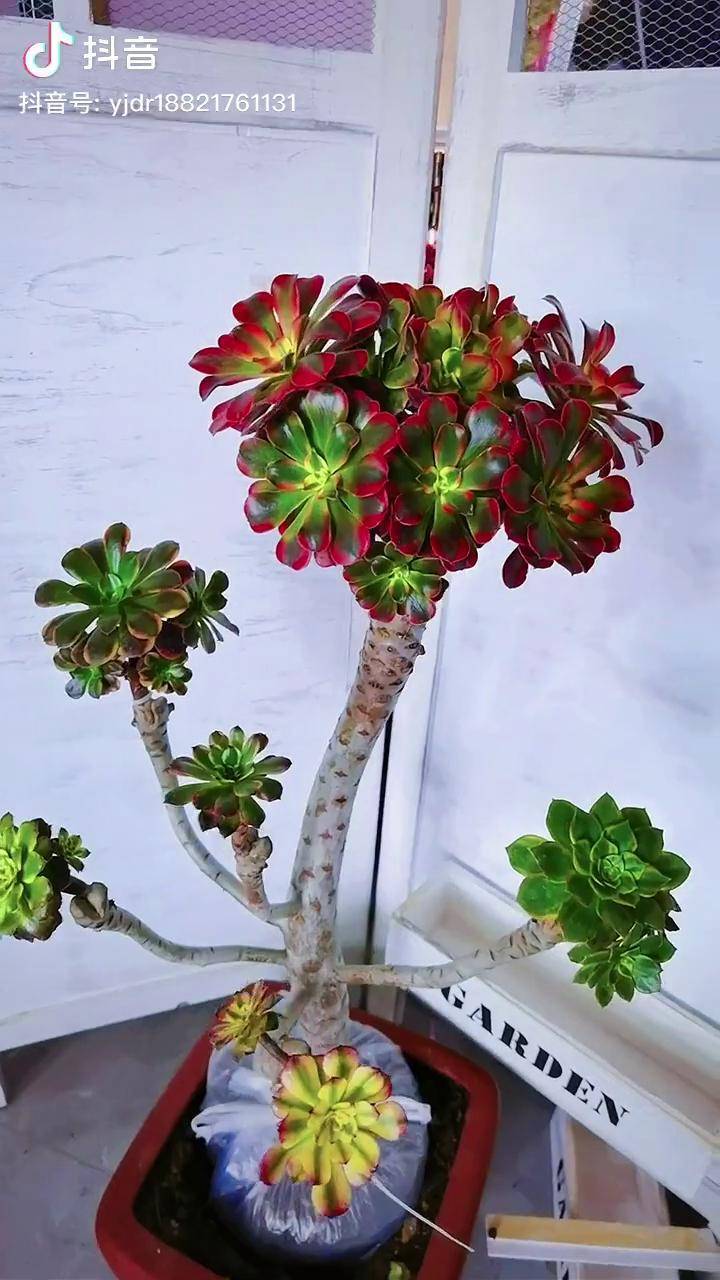 嫁接的多肉法师锦活了拔出来上盆多肉法师缀化多肉植物多肉植物基地