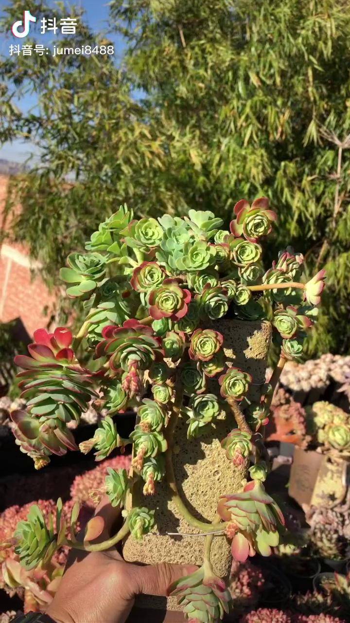 多肉多肉植物一花一草一世界圓葉薄化妝紅花配綠葉太靚了