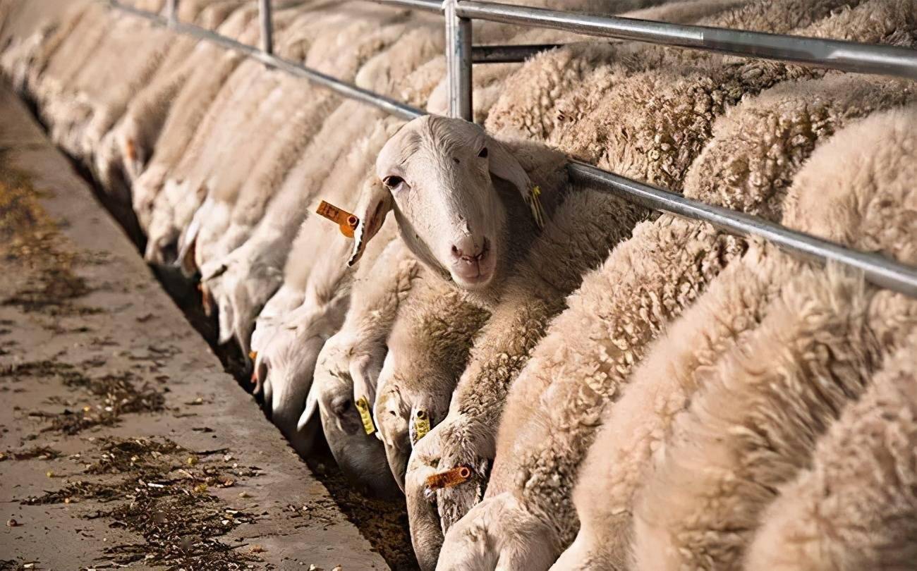 央视315曝光"瘦肉精"羊肉流向多地,我们还能放心吃肉吗?_青县