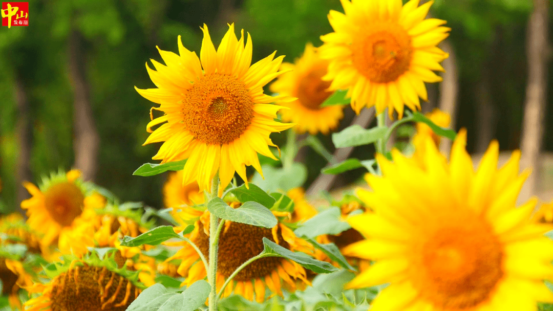 大片向日葵绽放紫马岭公园美翻了打卡了吗