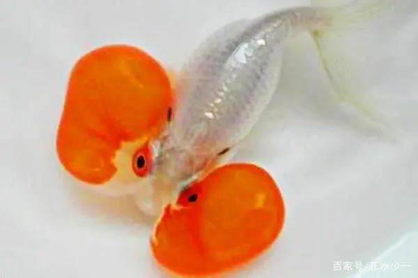 养好水泡金鱼的技巧 脆弱的水泡眼金鱼该如何养殖 鱼儿