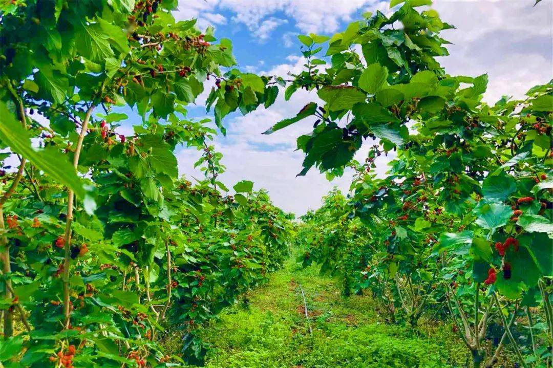 中山大片桑葚熟了,请你免费吃_桑果