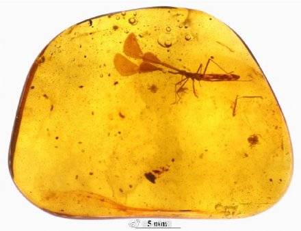 细胞|亿万年前的大角蝽！中国科学家发现恐龙时代昆虫新物种