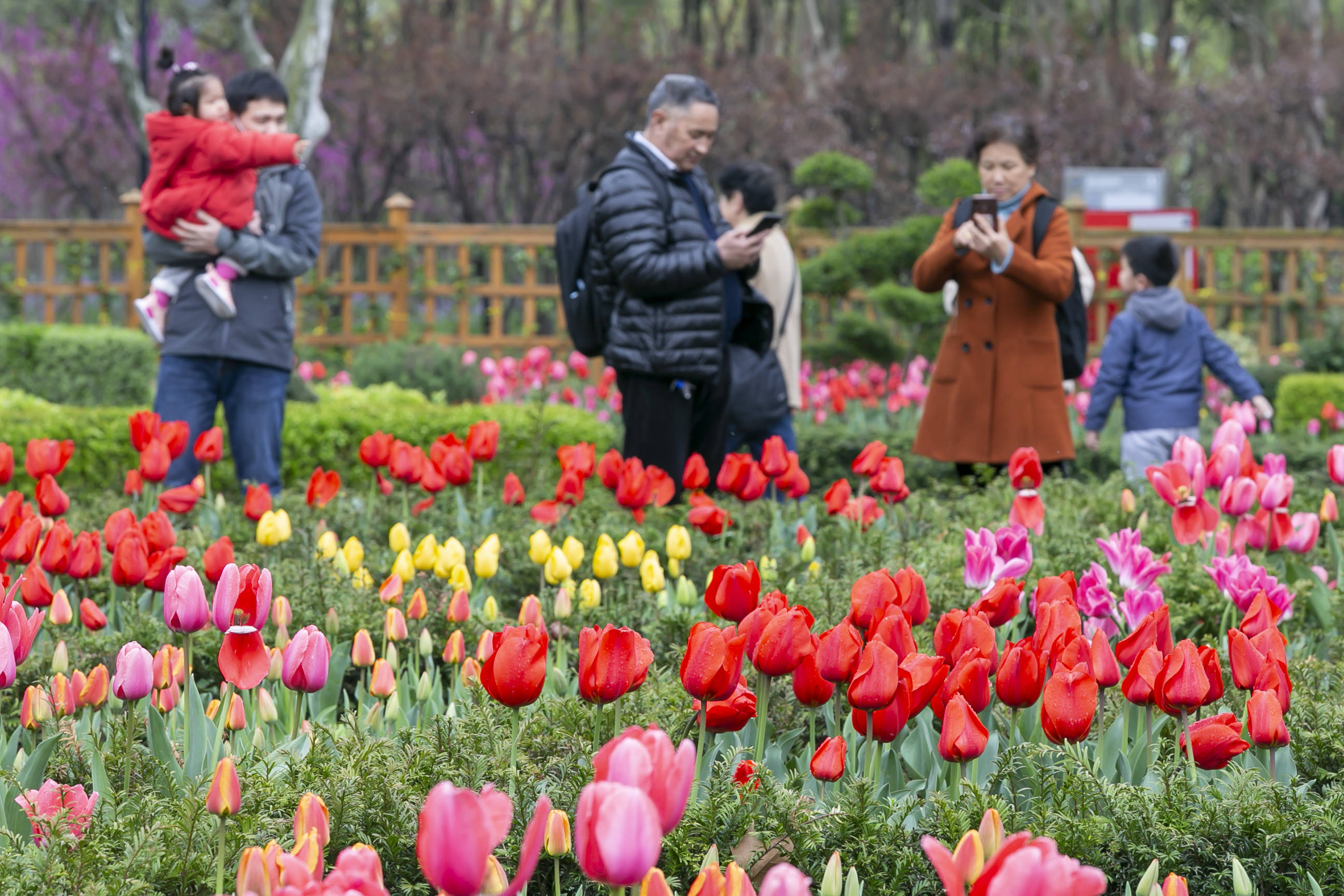 上海:春分时节百花开 踏青赏花正当时