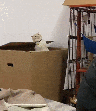 但还是笑出来声12被生活所迫的猫咪好好一猫,非把萌猫必成功夫猫莫非