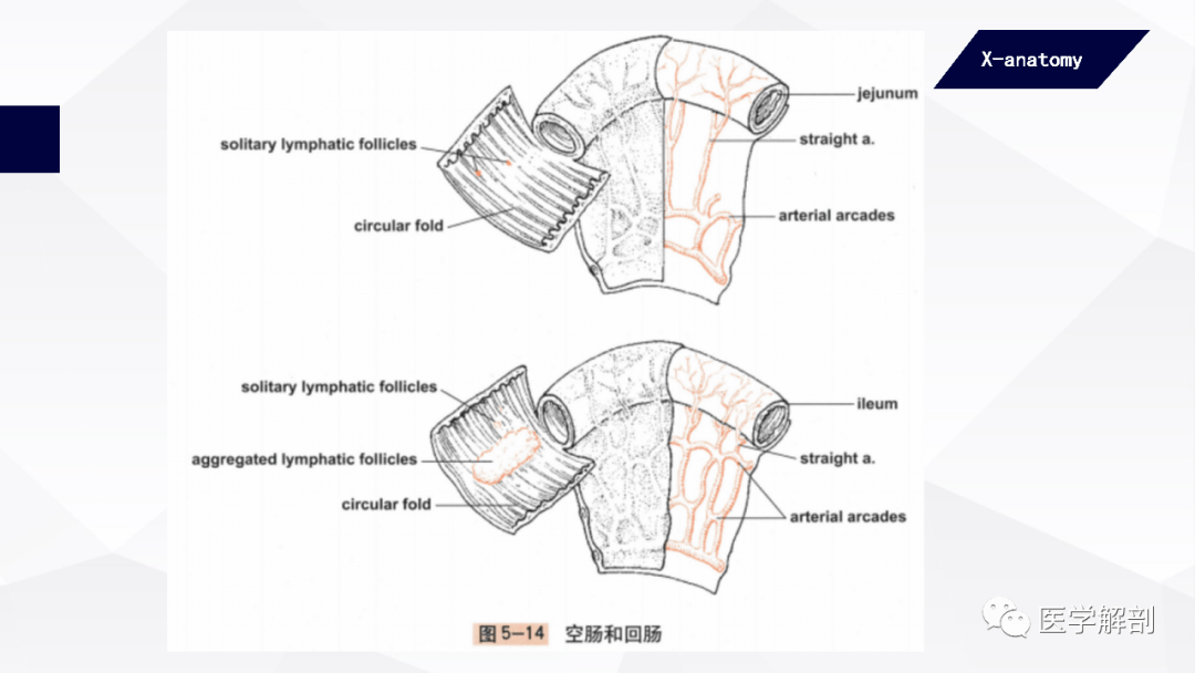 人体解剖学消化管小肠