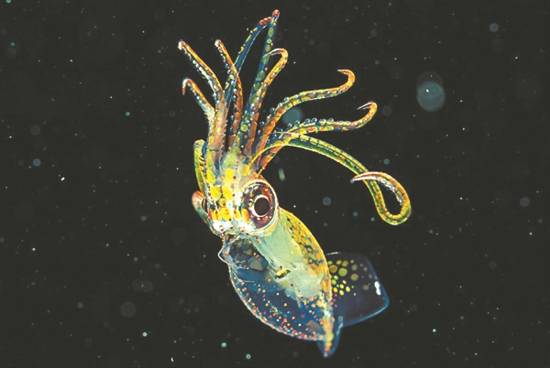 玻璃|深海生物，为何通体透明？