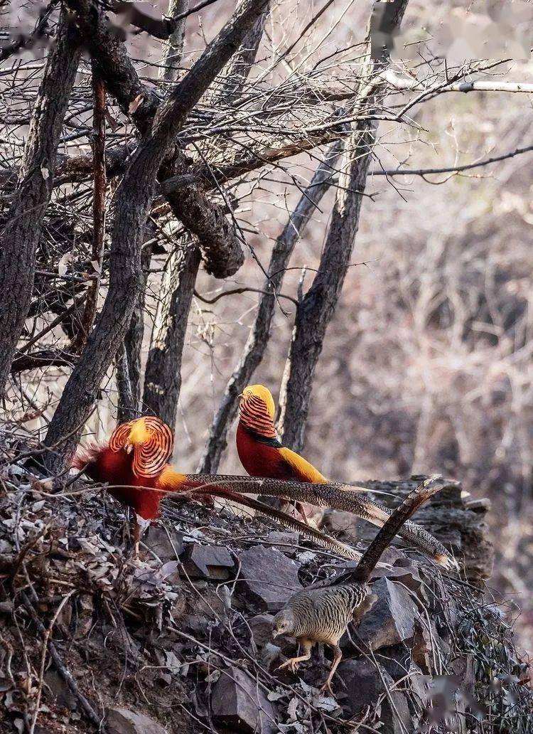 深山彩凤红腹锦鸡