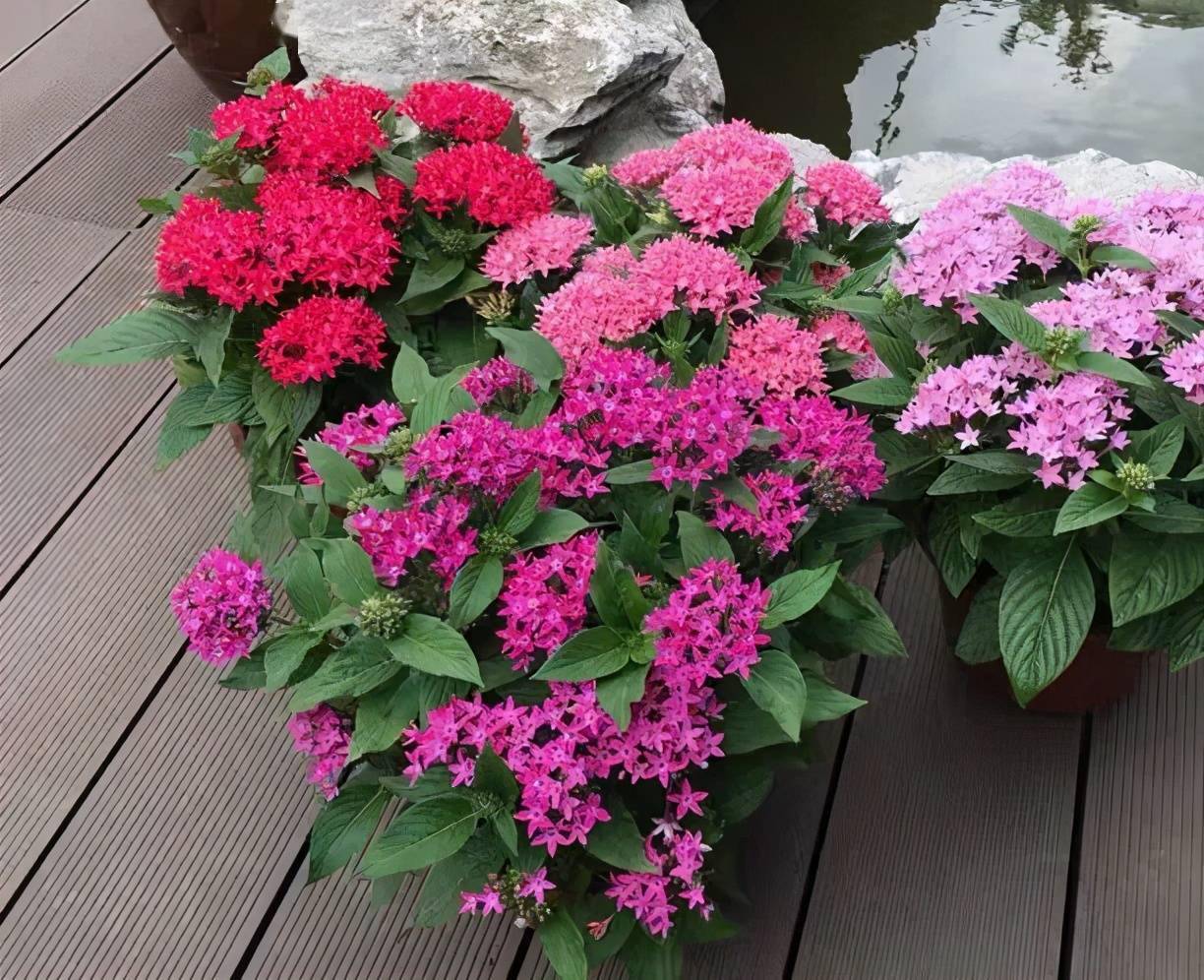 下雨了养盆雨伞花吧开花像五角星灿烂似锦美得移不开眼