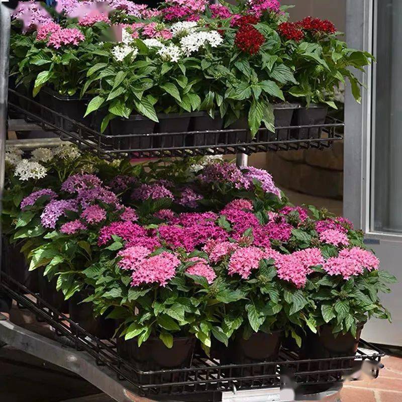 下雨了,养盆雨伞花吧,开花像五角星,灿烂似锦,美得移不开眼