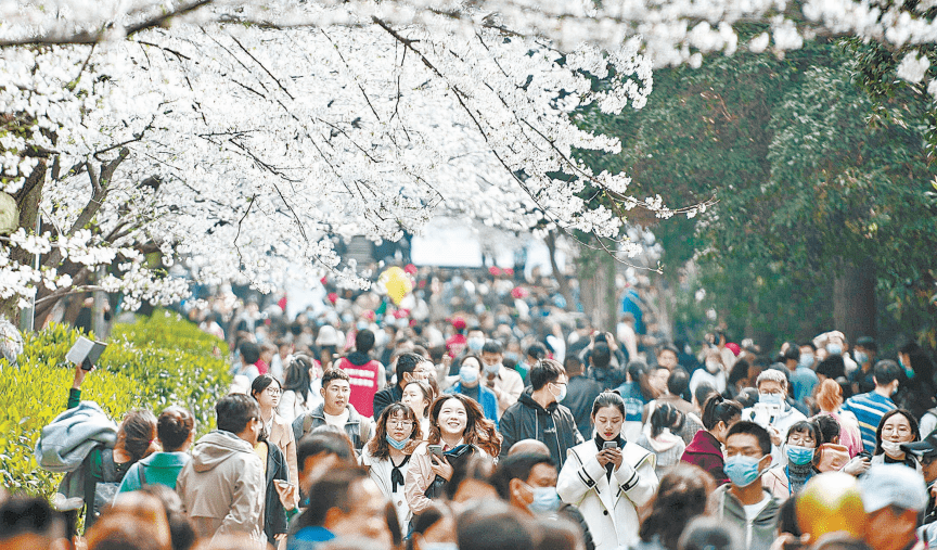 樱花季成全国旅游热门目的地 武汉文旅2021开门红