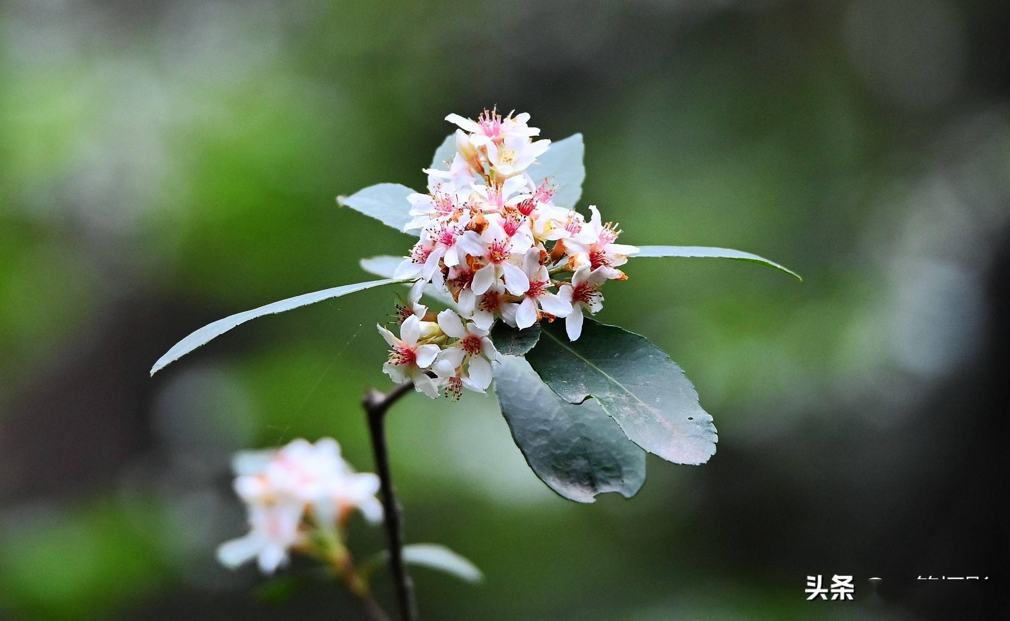 春花树花开便是春分