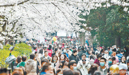 赏樱季“热”起来了！武汉因樱花季成旅游热门目的地