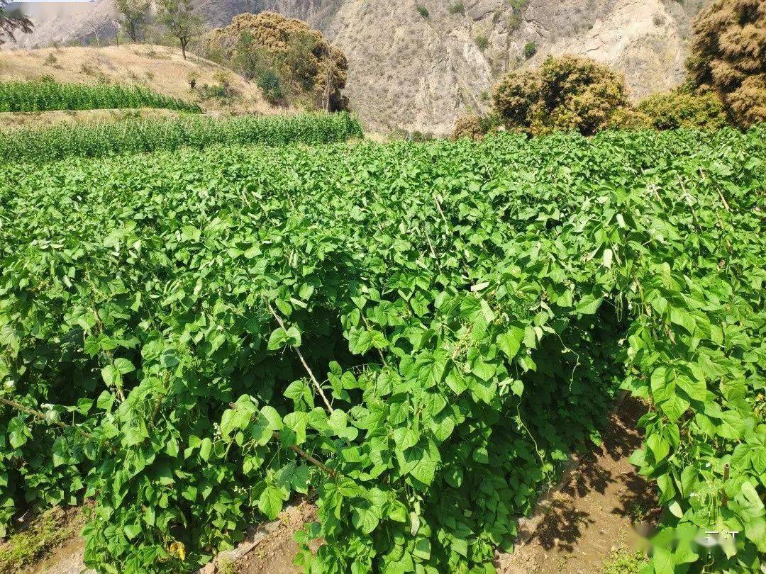 发财啦元江这个村地里长出了金豆豆