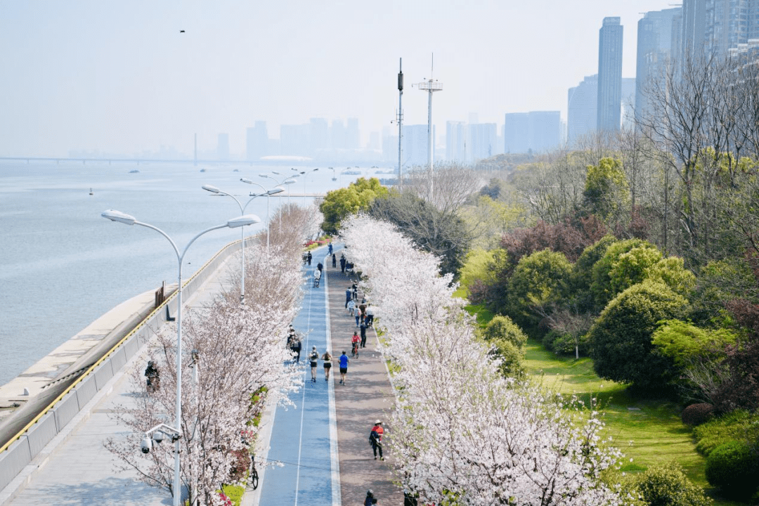 滨江樱花跑道