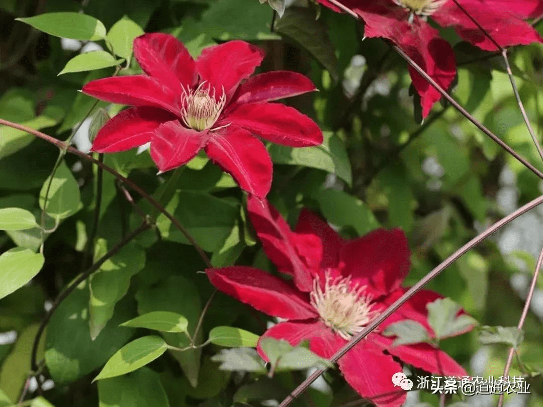 这几种铁线莲好养又漂亮值得入手