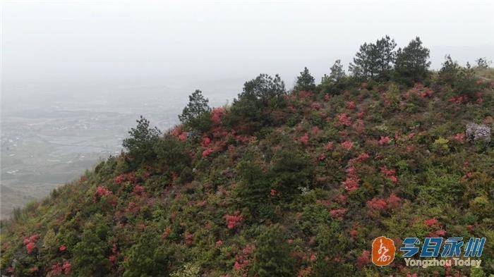 道縣宜山嶺三千畝野生杜鵑花迎春綻放