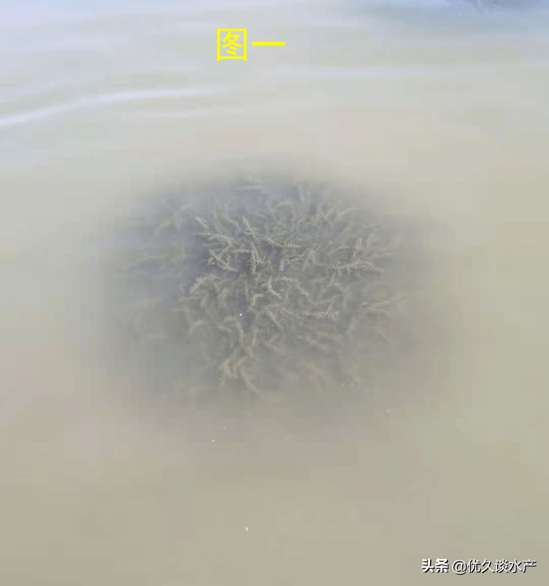 养殖户必看 优草灵和优激灵在河蟹青虾混养中的经典应用案例 水草