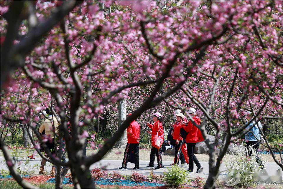 黄兴公园美若天境暖风熏得游人醉海棠依旧笑春风