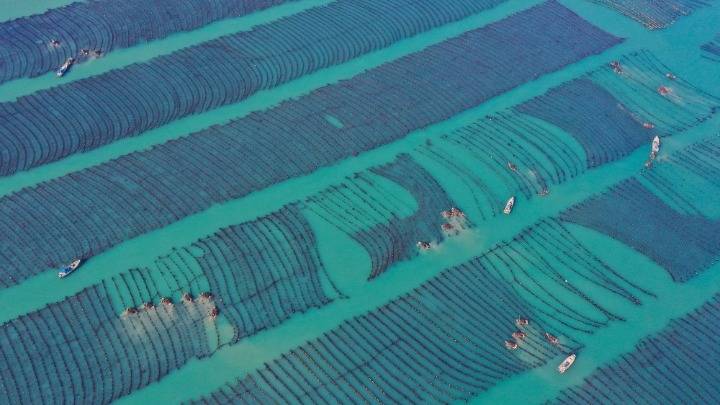 山东荣成:海带春收忙_养殖区