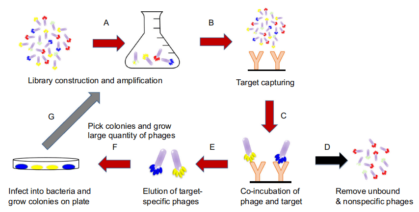 噬菌体展示抗体库图片