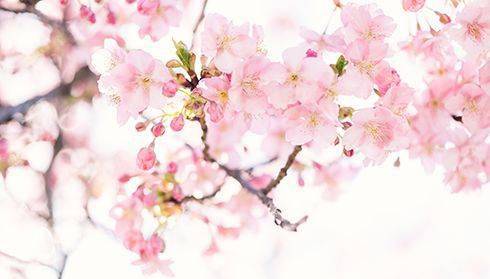首届“樱香之春，花开北市”樱花节盛大开幕！