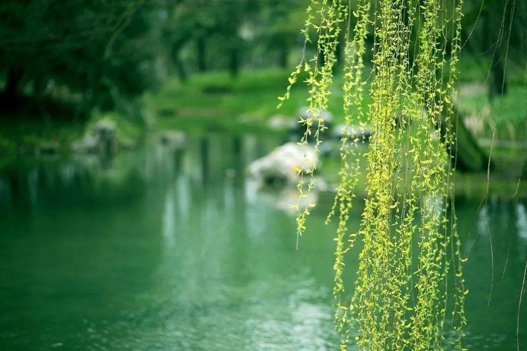 春风含笑柳如烟最美人间三月天