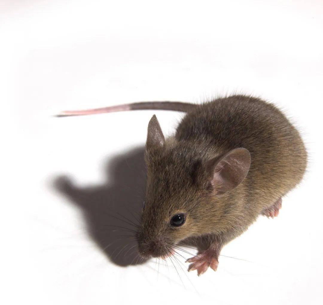 老 鼠老鼠01老鼠有哪些危害能传播疾病:老鼠是很多疾病的宿主或媒介