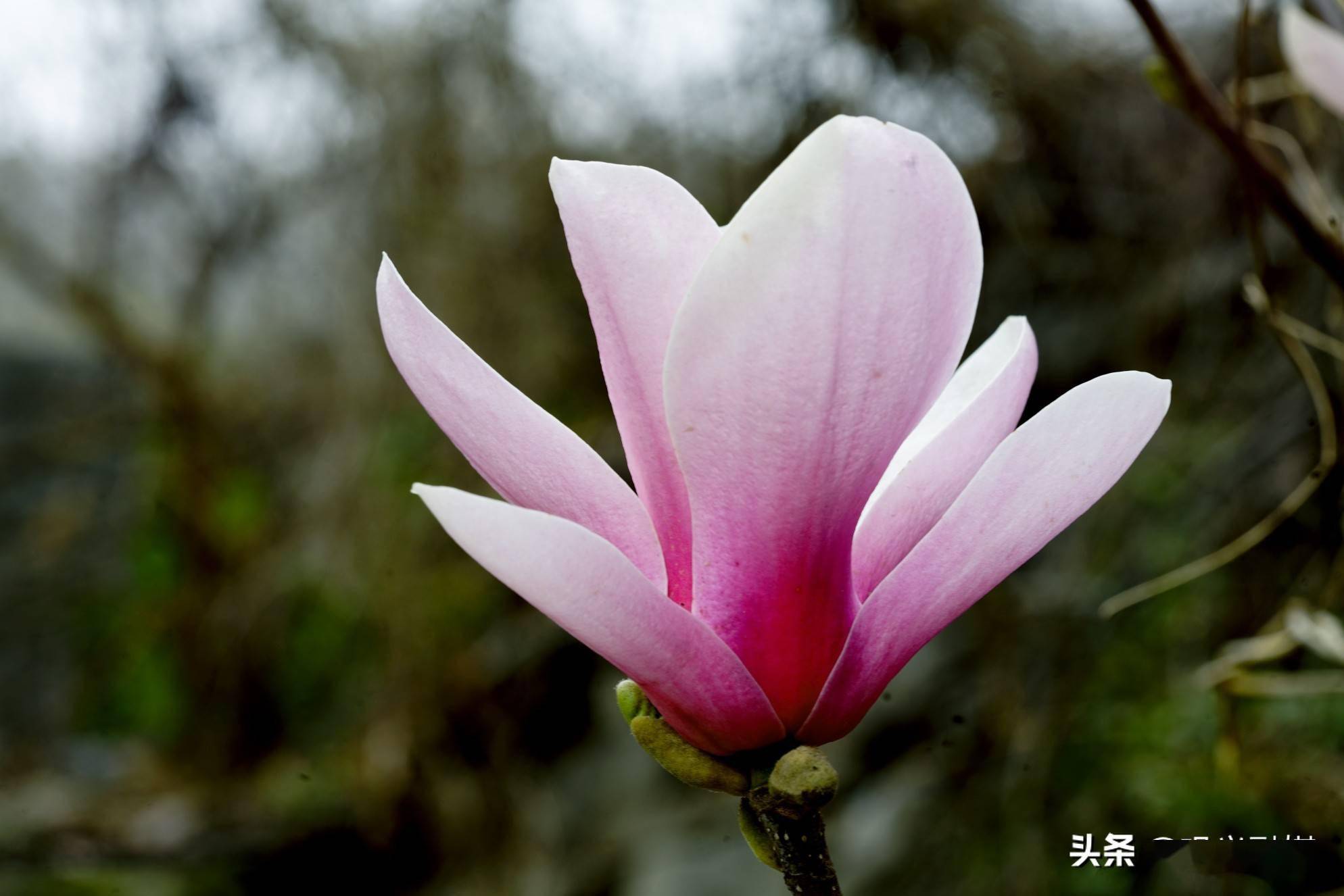 红是精神白是魂,仙娥唐女抖清纯 裕花谷中花千树,胜景引友