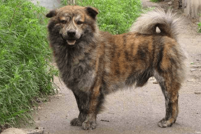 第四種土狗:虎斑犬這種狗長得也非常的霸氣,其實從名字我們就能發現