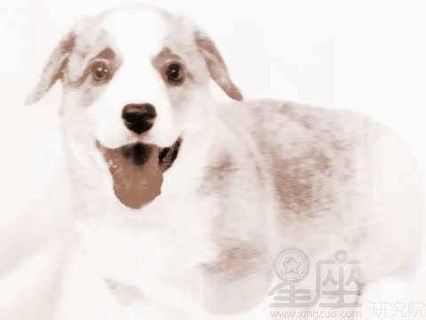 求周公解梦,电梯与狗的梦境交织,寓意何在? 求周公解梦,电梯与狗的梦境交织,寓意何在?