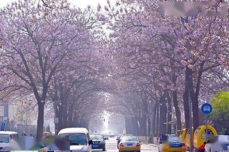 北京有条网红的"泡桐大道 ", 已然成为城市春景的"名片"之一!