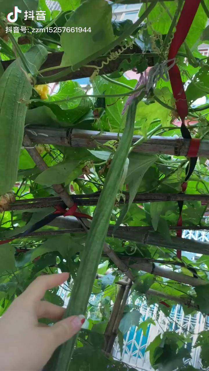 06厉害了巨长丝瓜农业蔬菜夏天