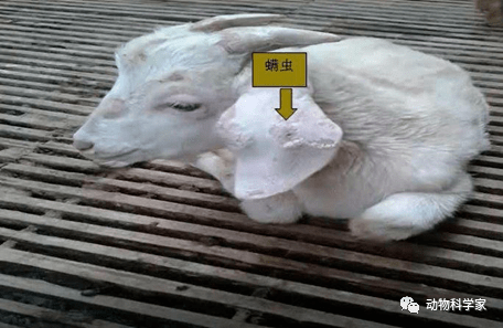 春季人与宠物防蜱虫